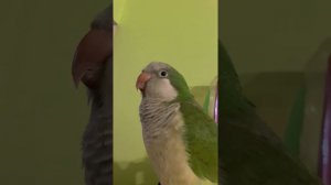 КИВИ-ПТИЧКА. Попугай монах-калита (квакер)_09. Ты прикуриваешь?
