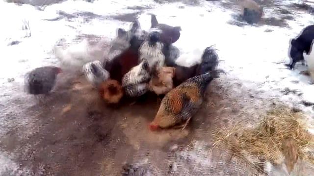 ??? ВЬЕТНАМСКИЕ ПОРОСЯТА Вьетнамские свиньи зимой // VIETNAMESE Pigs Vietnamese Pigs