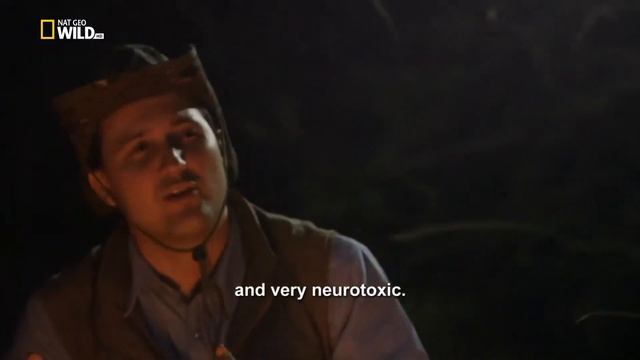 Vlad Geo Wild: Прирождённые монстры. Бразильский паук 4K смотреть онлайн