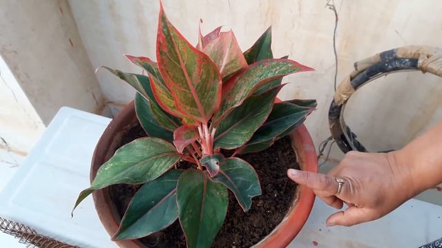 Care Of Lipstick Aglaonema / Chinese Evergreen / Red Aglaonema Plant || लिपस्टिक अग्लोनीमा की देखभा