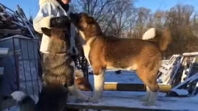 Щенок мальчик акиты смотреть онлайн