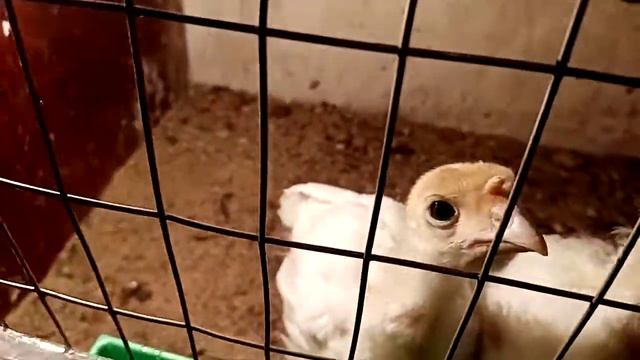 Индюшатам Биг-6 уже 3 недели смотреть онлайн