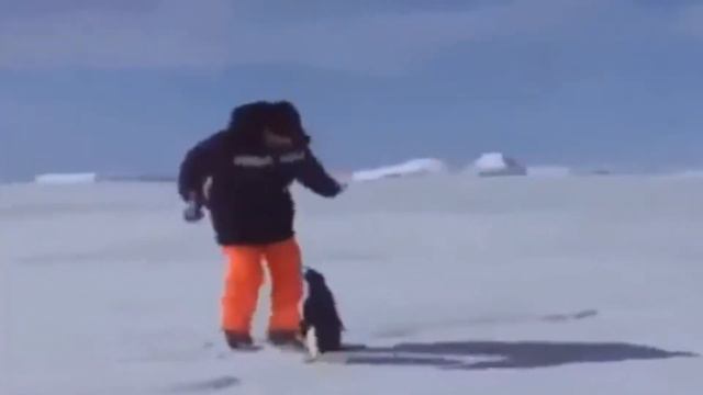 Пингвины. Группа Маэстро смотреть онлайн