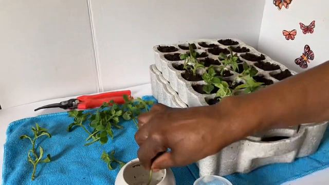 ￼ How to propagate and separate your petunia￼ seedlings ￼ смотреть онлайн