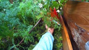 Мои дачные будни в Корее / KOREA VLOG