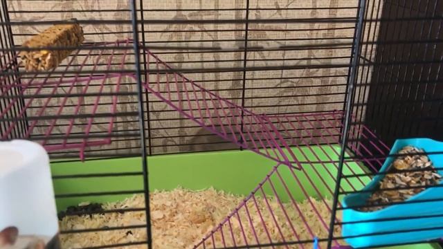 Какого пола крысу лучше взять? смотреть онлайн