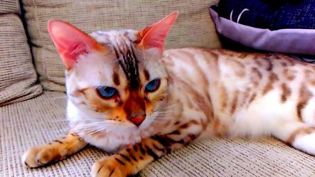 В ГОЛУБЫХ ГЛАЗАХ можно утонуть!!! смотреть онлайн