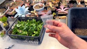 ? СУПЕР СПОСОБ ? УКОРЕНЕНИЯ ЧЕРЕНКОВ ДЕНЕЖНОГО ДЕРЕВА ДРЕВОВИДНЫХ КРАССУЛ ТОЛСТЯНКИ CRASSULA OVATA