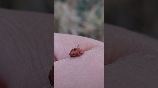 Необычная парочка. Невероятно, добыча и хищник вместе. Тля оседлала божью коровку. смотреть онлайн