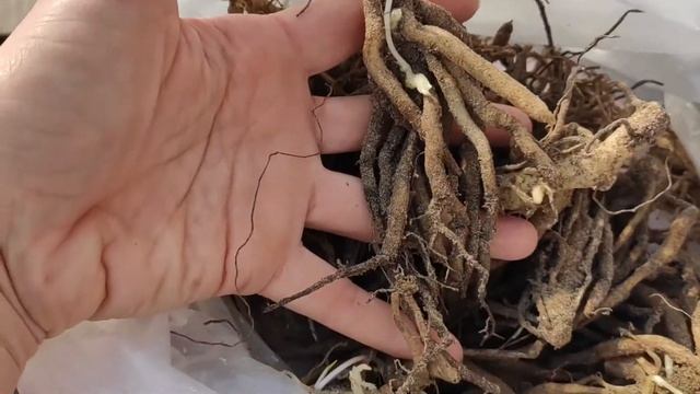 Альстромерия. Обзор посадочного материала. смотреть онлайн