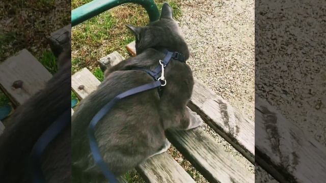 Шок !!! Первая в жизни прогулка на улице ! 😱 смотреть онлайн