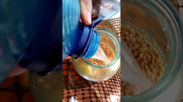 Квас из пророщенной пшеницы