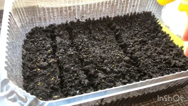 Сажаем петунию на рассаду.Глориоза смесь.Лавина пурпурная F1.Грандифлора Дримс Ред Пикоти и др. смотреть онлайн