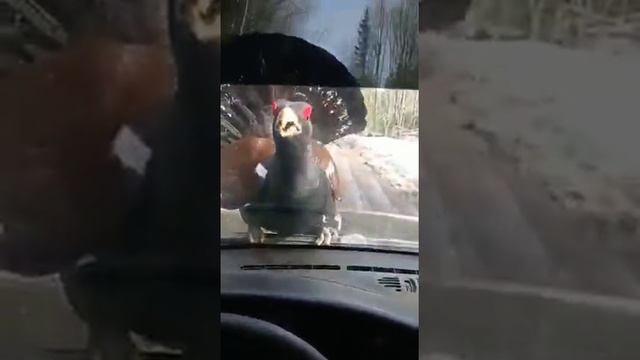 А ну, вышел! Ща я тебе наваляю! 😂 смотреть онлайн