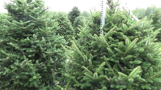 Пихта Фразера (срезанная новогодняя пихта)  22110