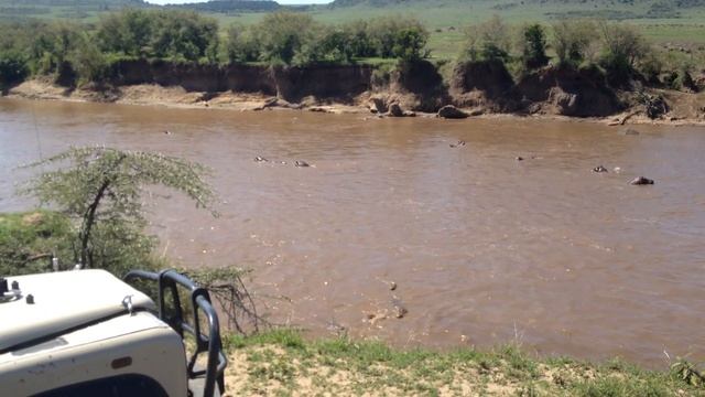 Crocodiles Attack Zebras Crossing the Mara River | Kenya смотреть онлайн