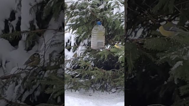 Птички Синички.Синички зимой. Кормушка для птиц из бутылки.#shorts #Синицы#зимниептицы смотреть онлайн