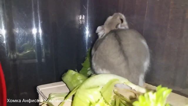 Домашний хомяк Карапузик смотреть онлайн