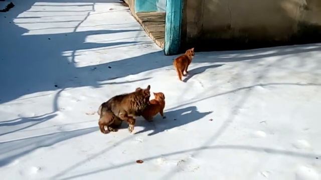 Котенок мазохист которому нравится как его кусает песик))) ПРИКОЛ)))) смотреть онлайн