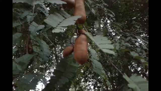 Tamarind Tree with Tamarind смотреть онлайн
