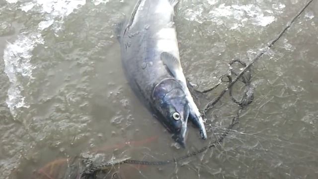 Сумасшедшие браконьеры.Ловля горбуши сетью.Рыбалка на море смотреть онлайн