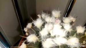 МОИ КОМНАТНЫЕ РАСТЕНИЯ в марте - обзор. Что нового?/ Розовая полянка.