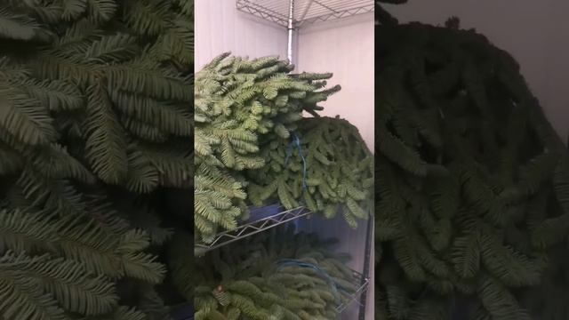 Нобилис (лапник еловый) #нобилис #лапникеловый #новогоднийдекор #новыйгод #топ #опт #2023 #топ5 смотреть онлайн