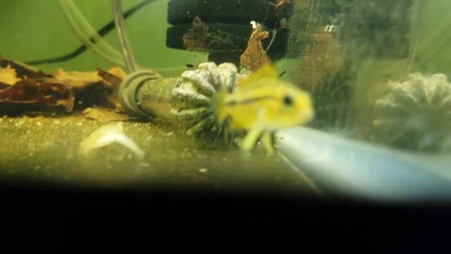 Watch them GROW! | Apistogramma Cacatuoides Double Red смотреть онлайн