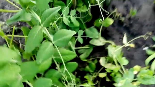 Горох КИШ МИШ. Посаженный под Зиму. Первый Урожай на 29 июня 2021г. смотреть онлайн