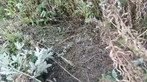 Роторная косилка или сегментная?