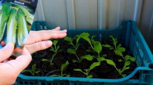 ВОТ В ЧЕМ СЕКРЕТ УРОЖАЯ ПЕКИНСКОЙ КАПУСТЫ! СРОКИ ПОСЕВА, ПОДГОТОВКА СЕМЯН, РАССАДА!