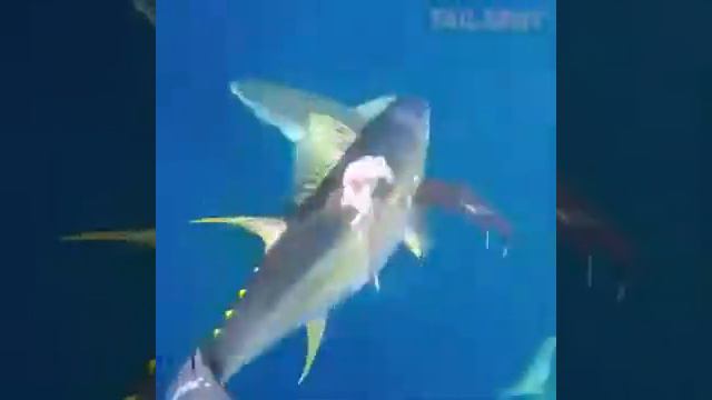 ОПАСНАЯ ПОДВОДНАЯ ОХОТА смотреть онлайн