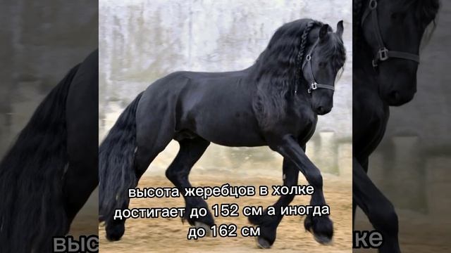 фризская порода лошадей!) интересный выпуск смотреть онлайн