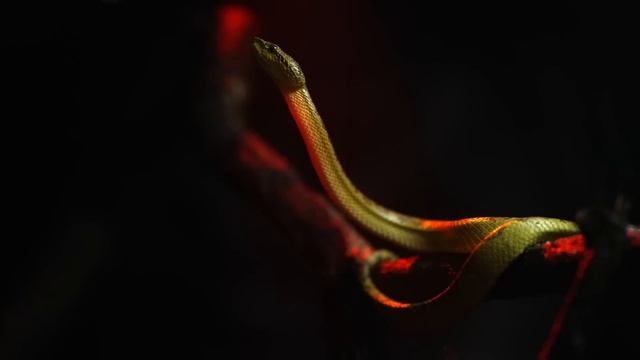 Watch Sony Artisans Bring Their Visions to Life with Sony Alpha APS-C смотреть онлайн