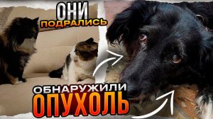 ОБНАРУЖИЛИ ОПУХОЛЬ у Джины, когда стерилизовали и снимали спицы. Виола отомстила Борису за других.
