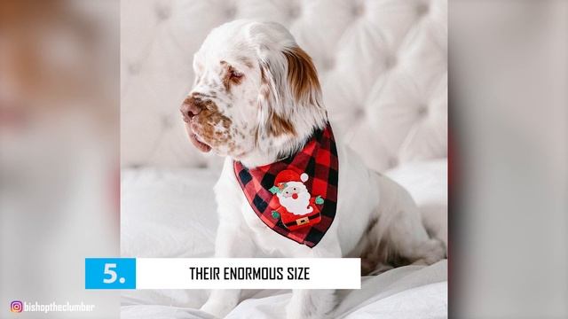 Clumber Spaniel - Top 10 Facts смотреть онлайн