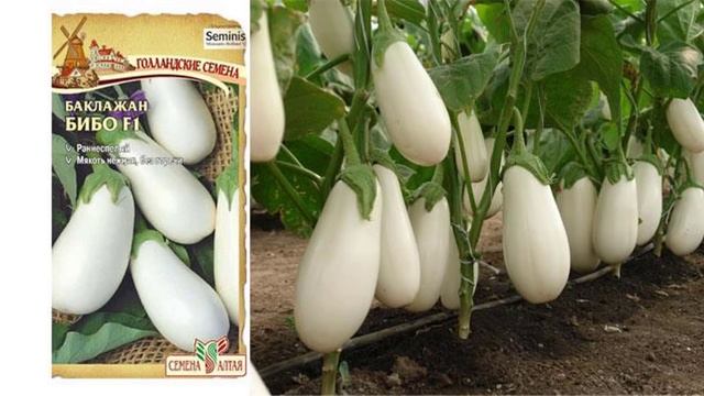 Лучшие ранние сорта баклажанов смотреть онлайн
