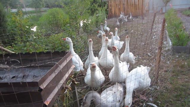 Мои гуси белые , гуси серые ! смотреть онлайн