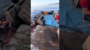 Проверяем ловушки на осьминога о.Сахалин #осьминог #море #шортс #лето #водичка octopus traps タコ捕り