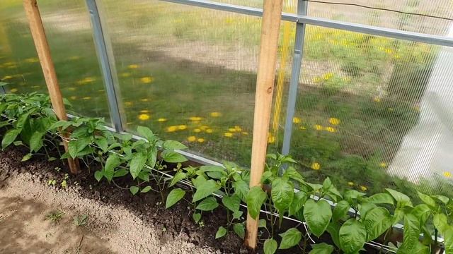 Обзор теплицы 16 мая. Холодно, тепла нет смотреть онлайн