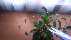 Весенняя обрезка фикуса Банжамин Наташа