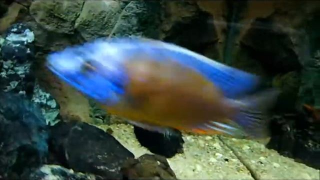 Iodotropheus Sprengerae смотреть онлайн