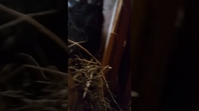 приехали на ферму 2часть смотреть онлайн