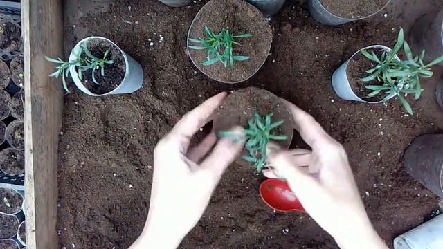 Черенкование вегетативного алиссума Сноу Принцесс