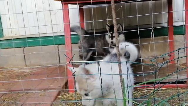 Питомник Крылатки предлагает щенков сибирского хаски, родились 1 и 6 апреля 2022 года смотреть онлайн