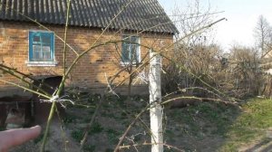 Подвязка ежевики на шпалеру - все очень просто