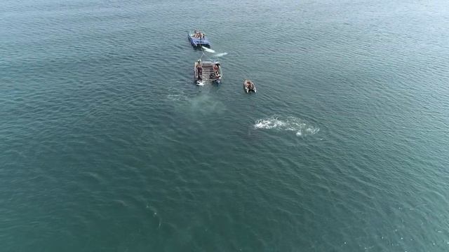 Третий выпуск косаток смотреть онлайн