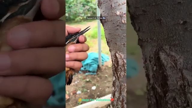 Дятел застрял в дереве !!! срочно спасти дятла !!! смотреть онлайн
