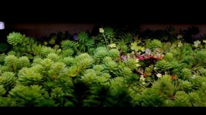 ПЛАВАЮЩИЙ ОСТРОВ В АКВАРИУМЕ, АКВАРИУМНЫЕ РАСТЕНИЯ