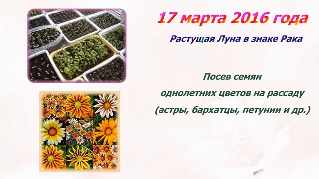 Лунный календарь цветовода на 14-20 марта 2016 года. Цветочный городок смотреть онлайн
